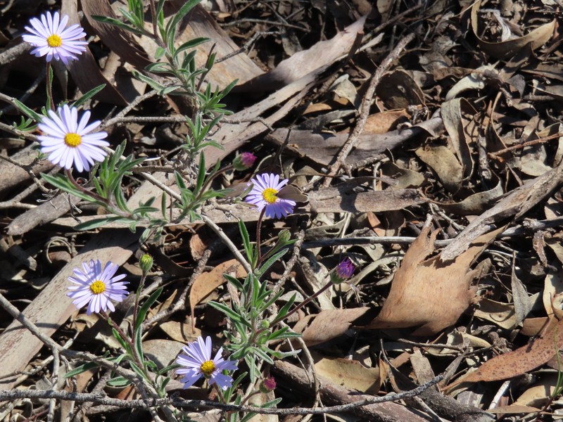 Muellerolaria picridifolia photo 4