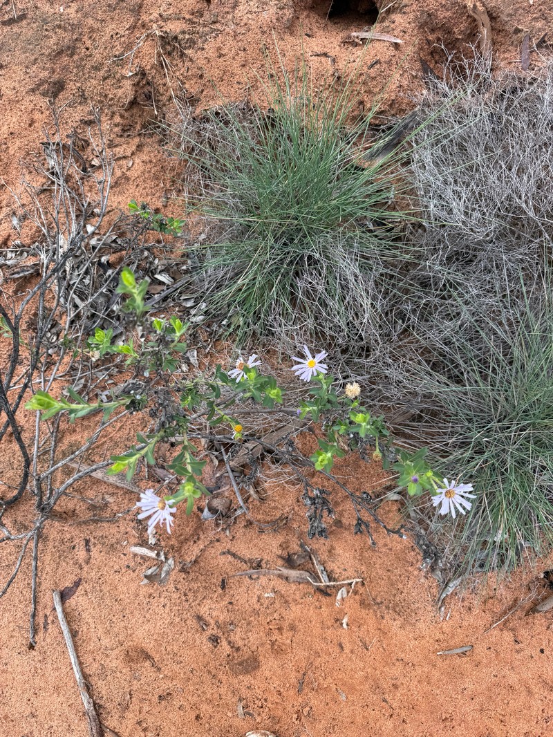 Muellerolaria rudis