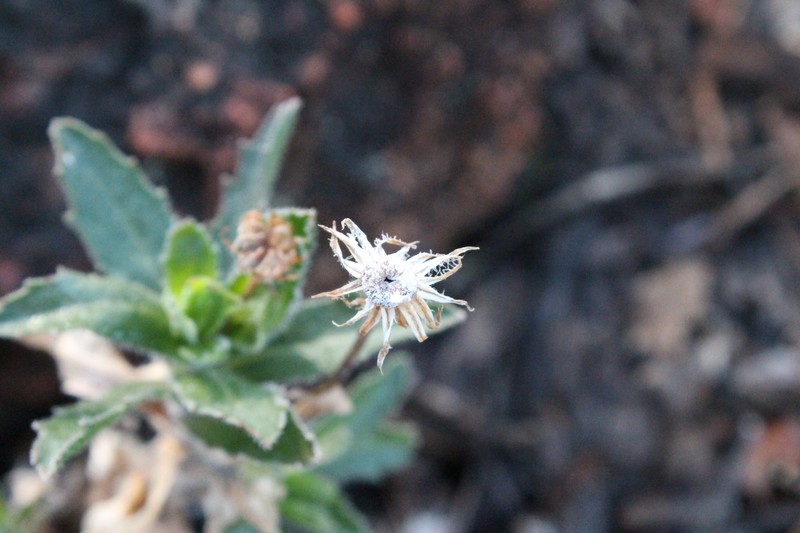 Muellerolaria rudis photo 2