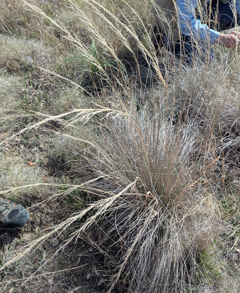 Muhlenbergia × involuta photo 2