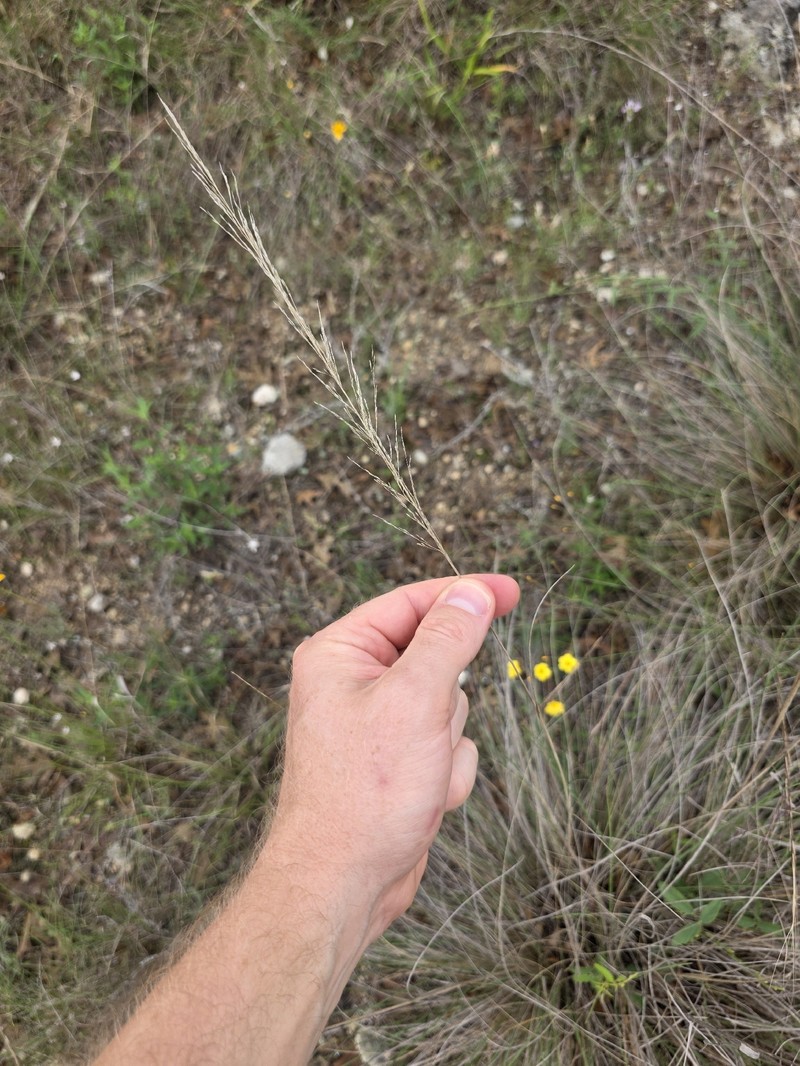 Muhlenbergia × involuta photo 3