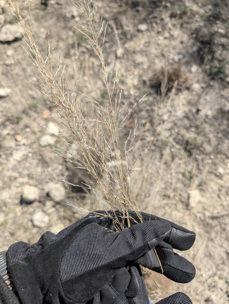 Muhlenbergia × involuta photo 6