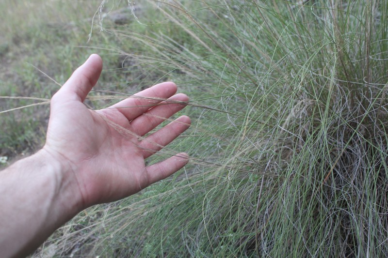 Muhlenbergia × involuta photo 8
