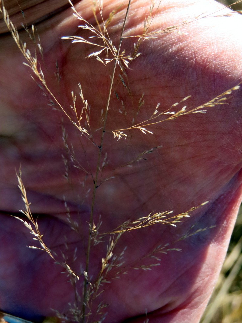Muhly