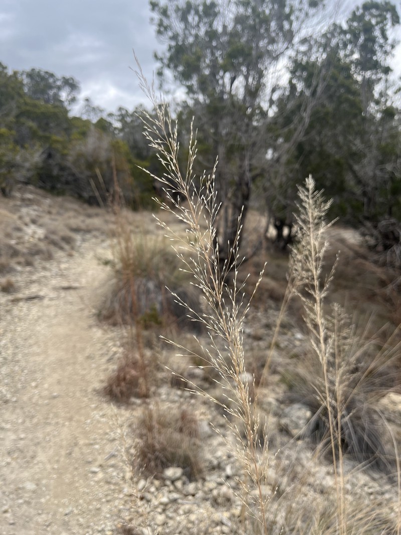 Muhly photo 4