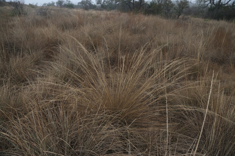 Muhly photo 5