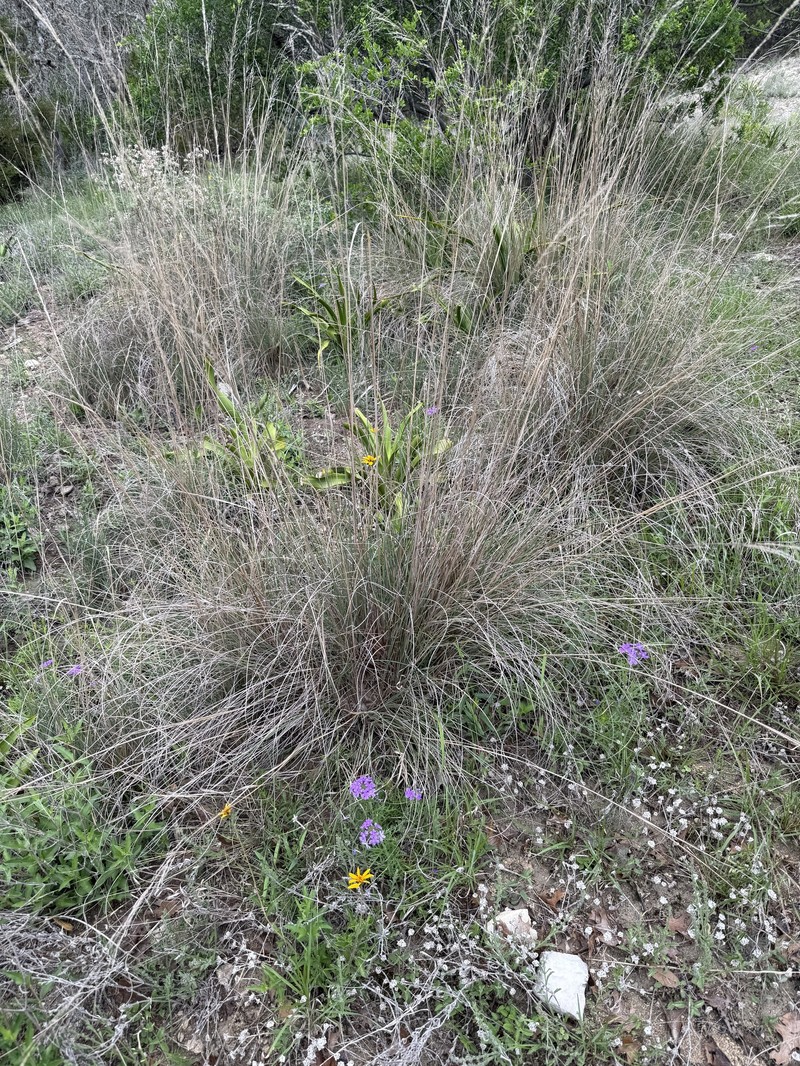 Muhly photo 7