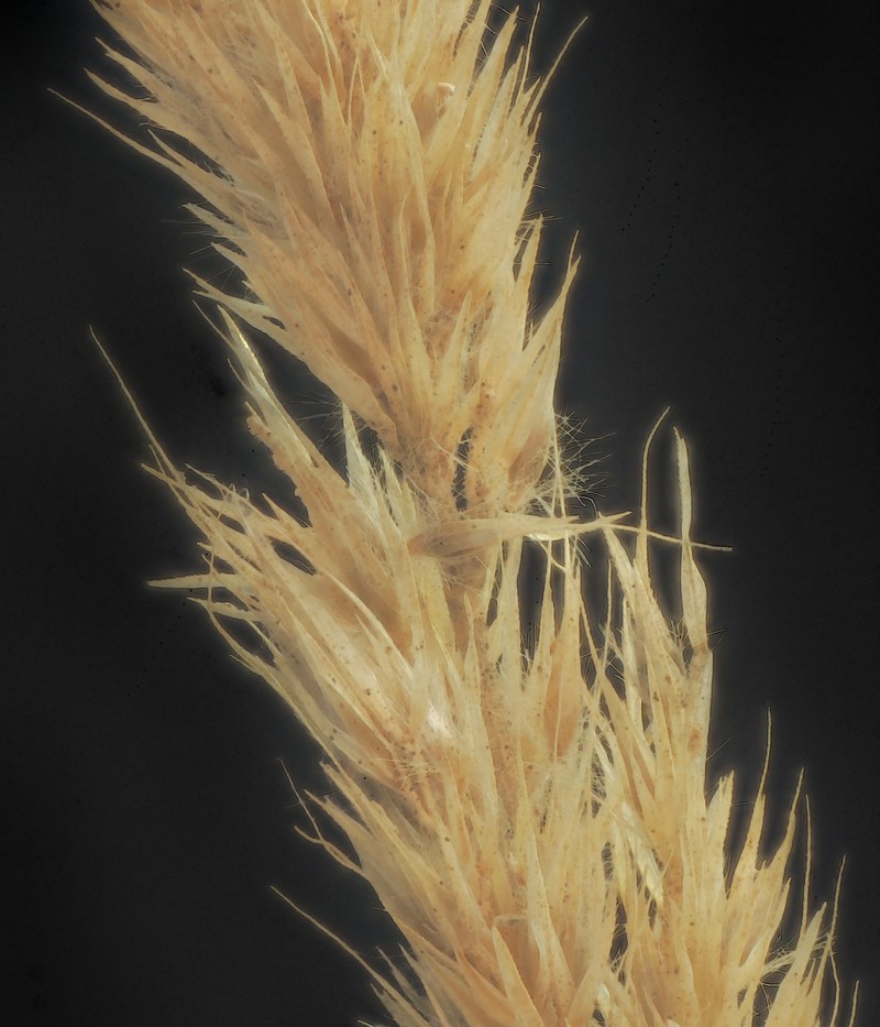 Foxtail Muhly photo 4