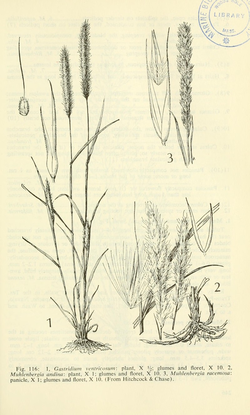Foxtail Muhly photo 5