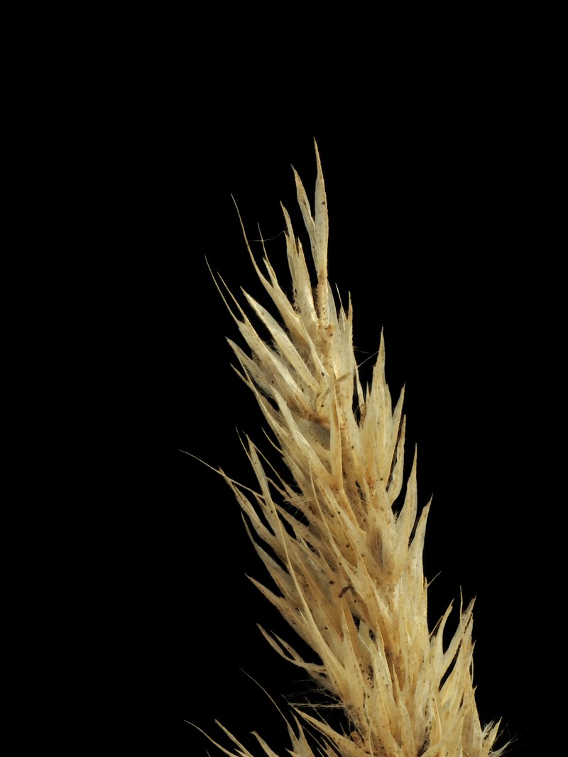 Foxtail Muhly