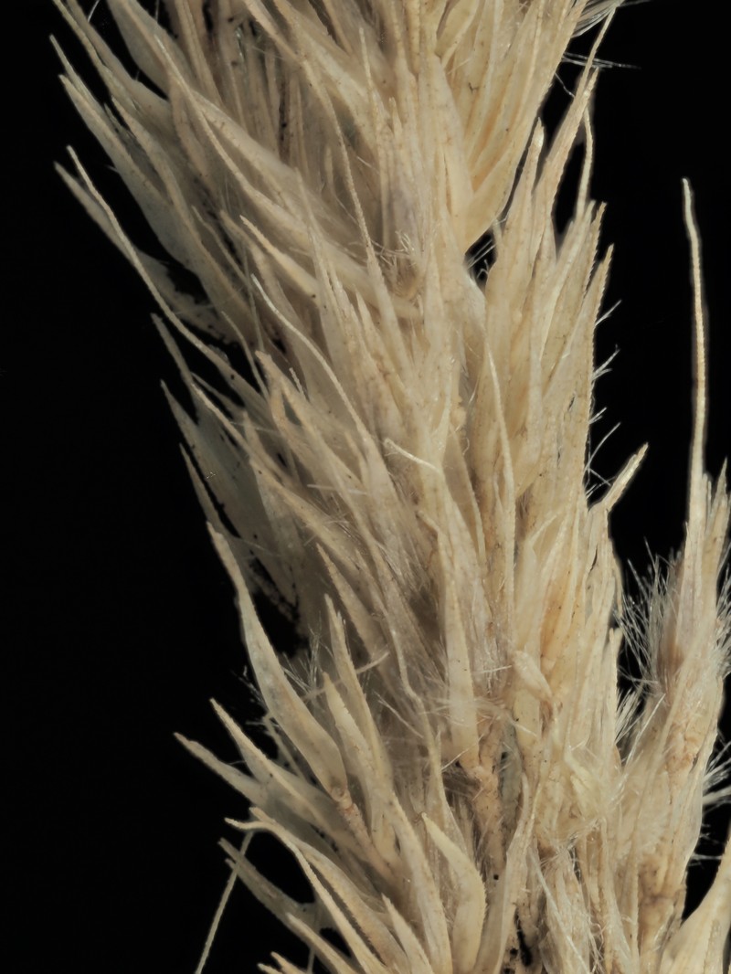 Foxtail Muhly photo 2