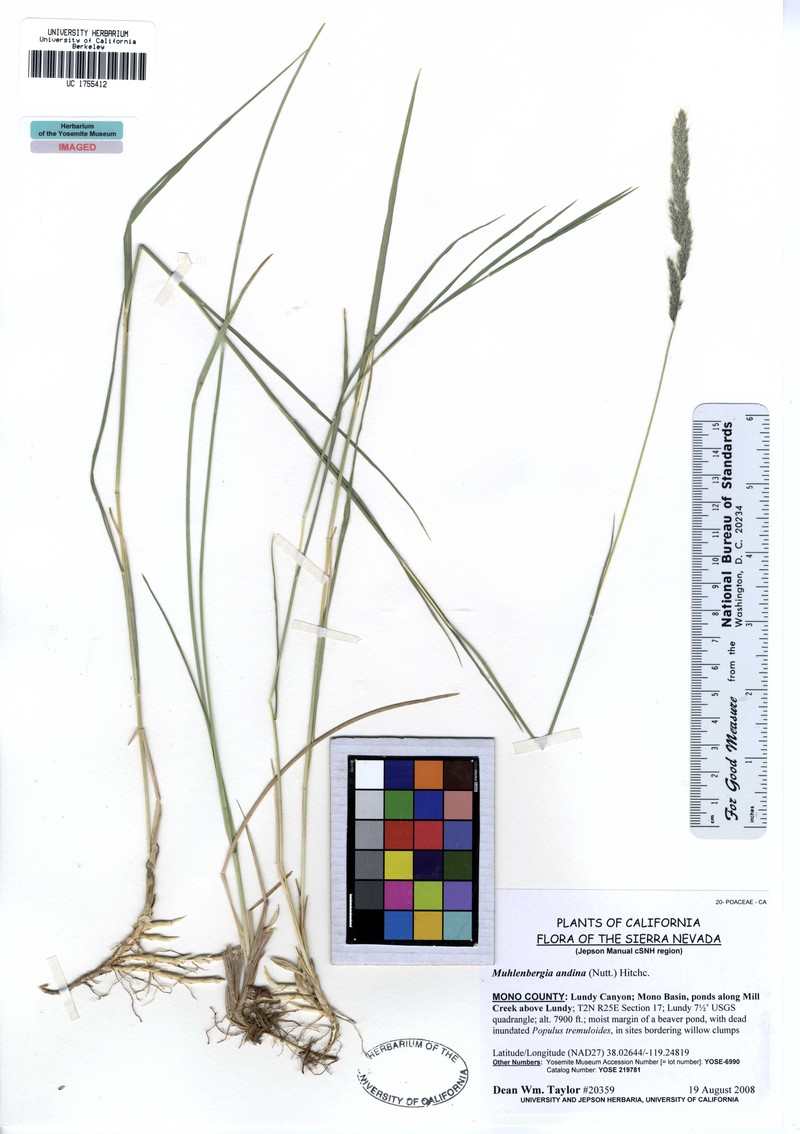 Foxtail Muhly photo 3