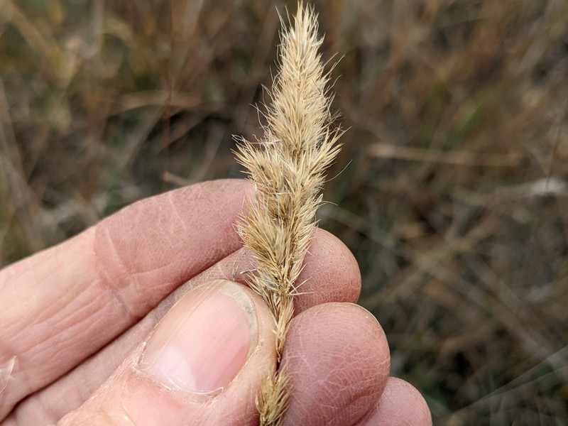 Foxtail Muhly photo 3