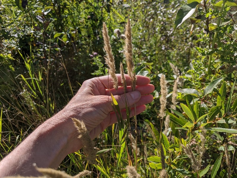 Foxtail Muhly photo 5