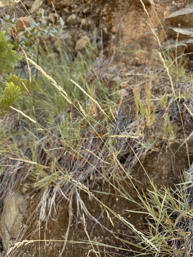 Foxtail Muhly photo 6