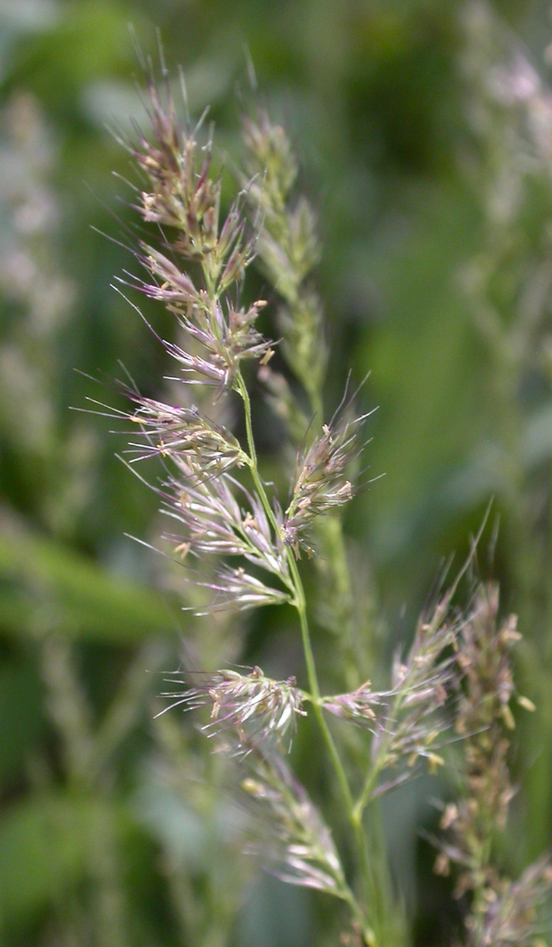 Foxtail Muhly photo 8