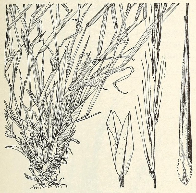 Devils Canyon Muhly