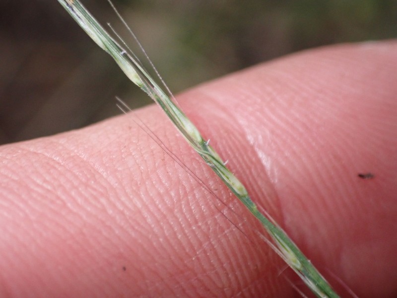 Devils Canyon Muhly photo 2