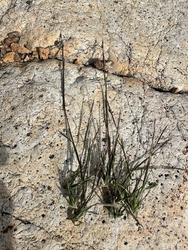 Devils Canyon Muhly photo 5