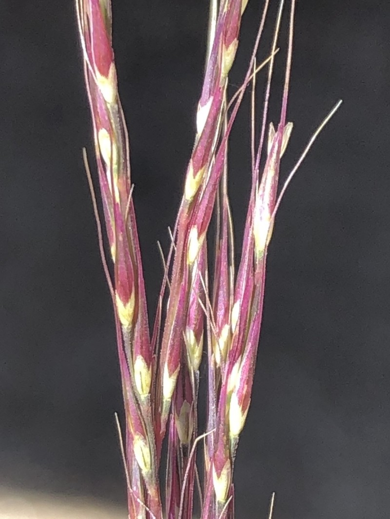 Devils Canyon Muhly photo 6