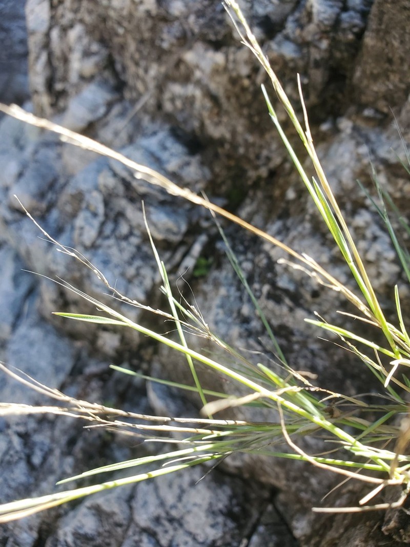 Devils Canyon Muhly photo 7