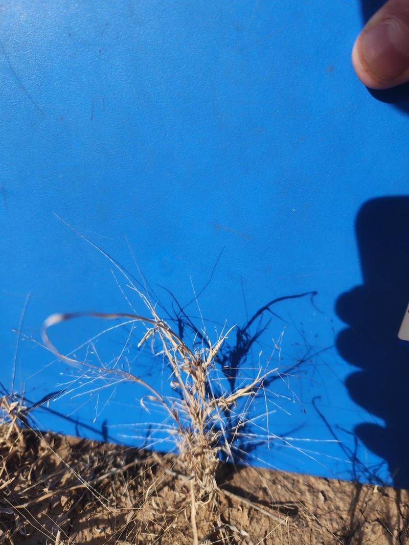 Ear Muhly photo 2
