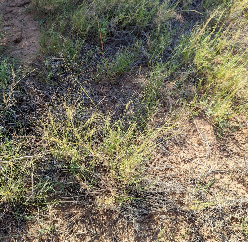 Ear Muhly photo 3