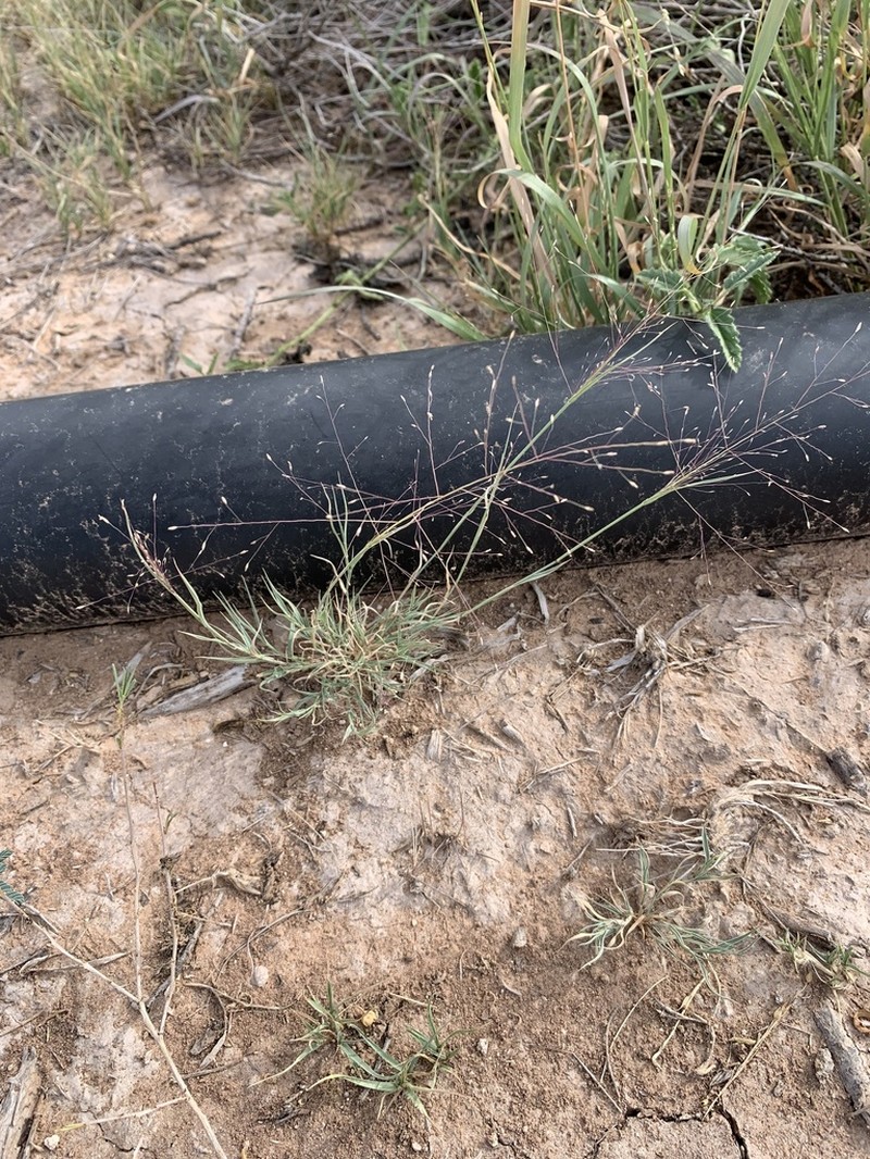 Ear Muhly photo 4