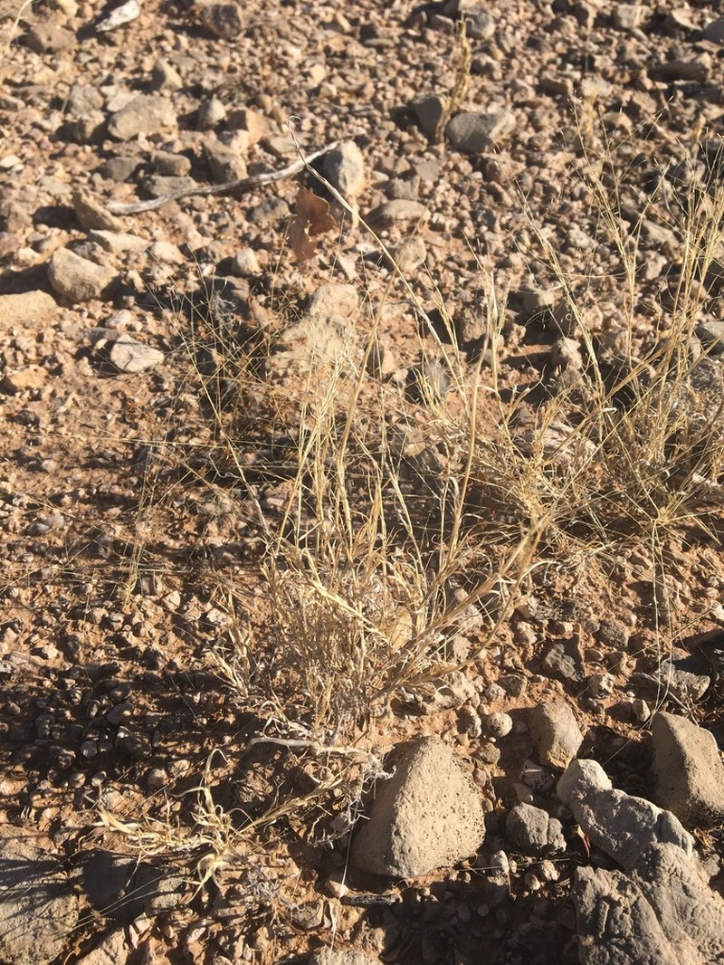 Ear Muhly photo 5