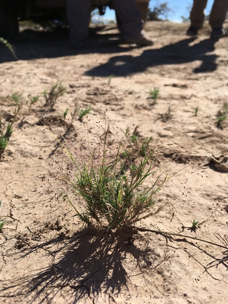 Ear Muhly photo 6