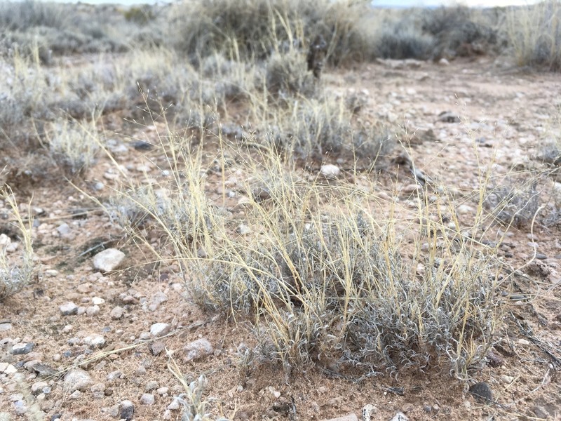 Ear Muhly photo 7