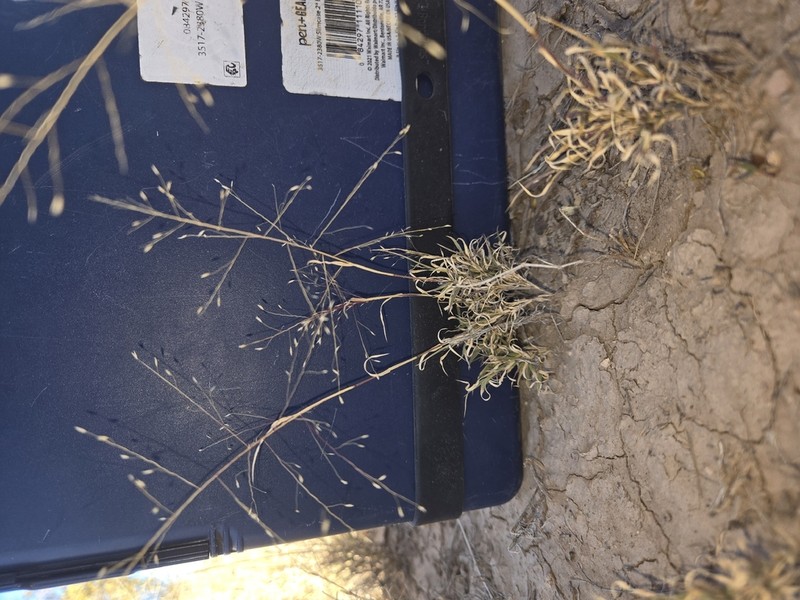Ear Muhly photo 8