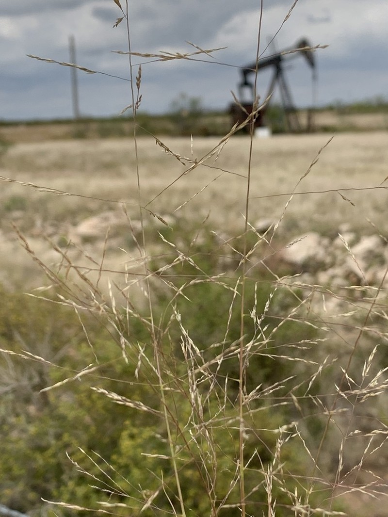Sand Muhly