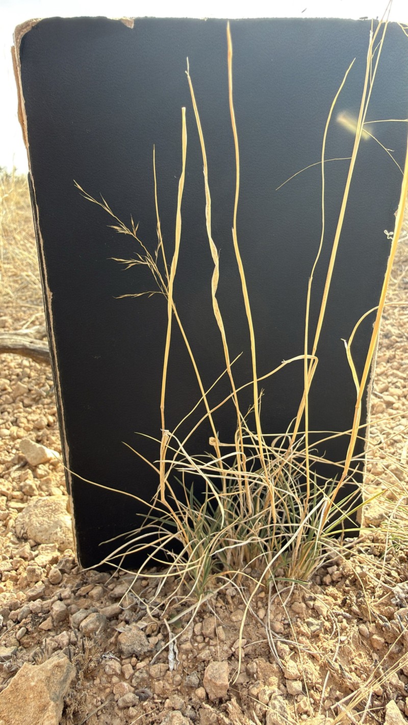 Sand Muhly photo 2