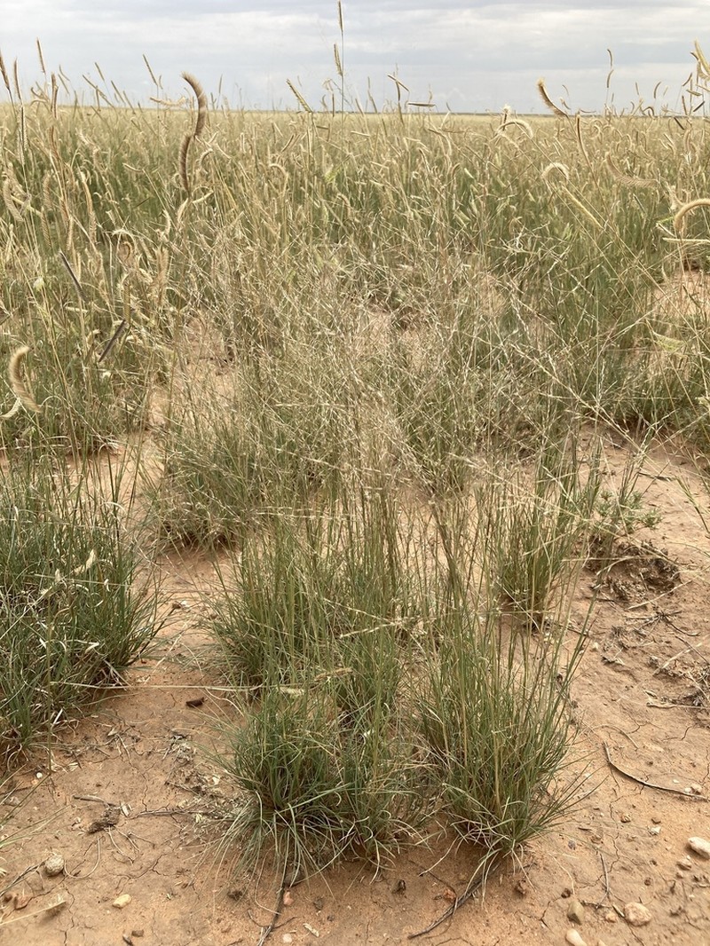 Sand Muhly photo 3