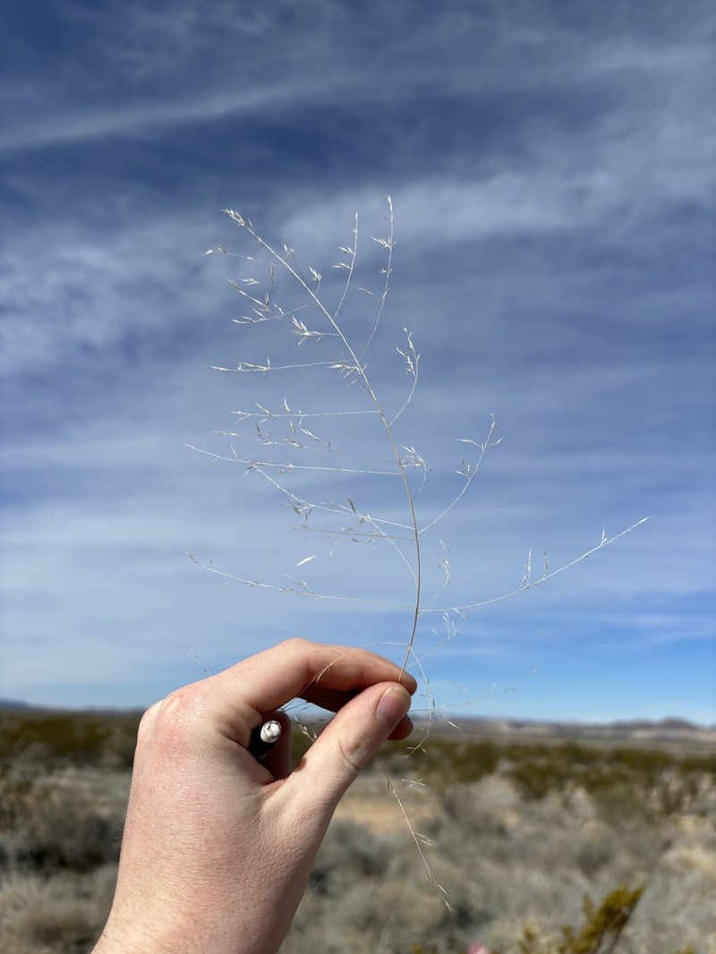 Sand Muhly photo 4