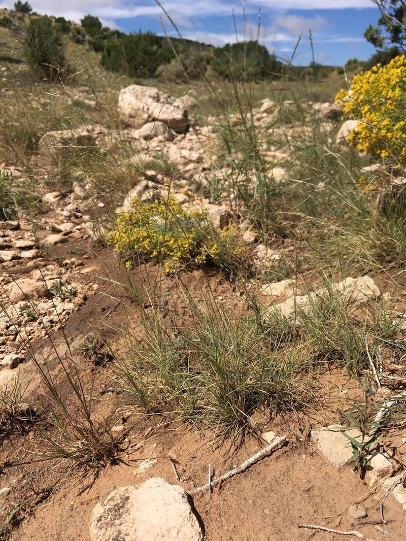 Sand Muhly photo 5