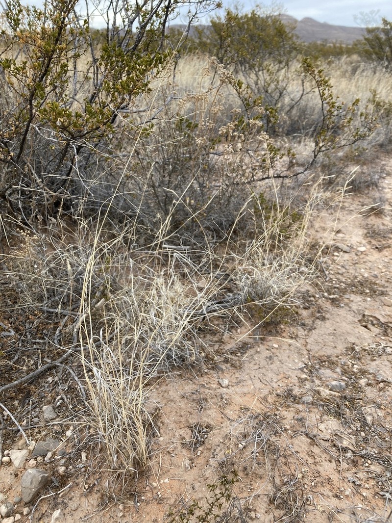 Sand Muhly photo 6