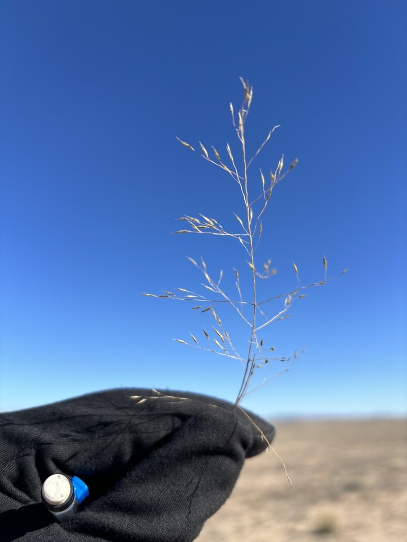 Sand Muhly photo 7