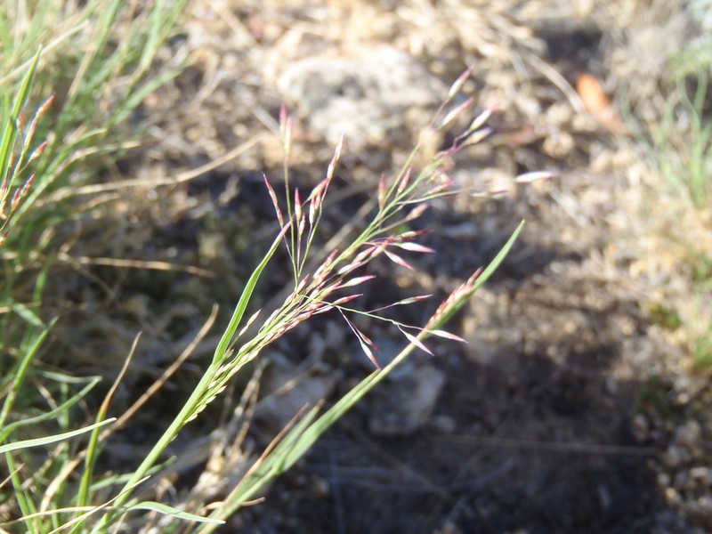 Arizona Muhly
