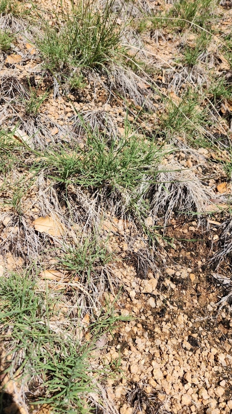 Arizona Muhly photo 2