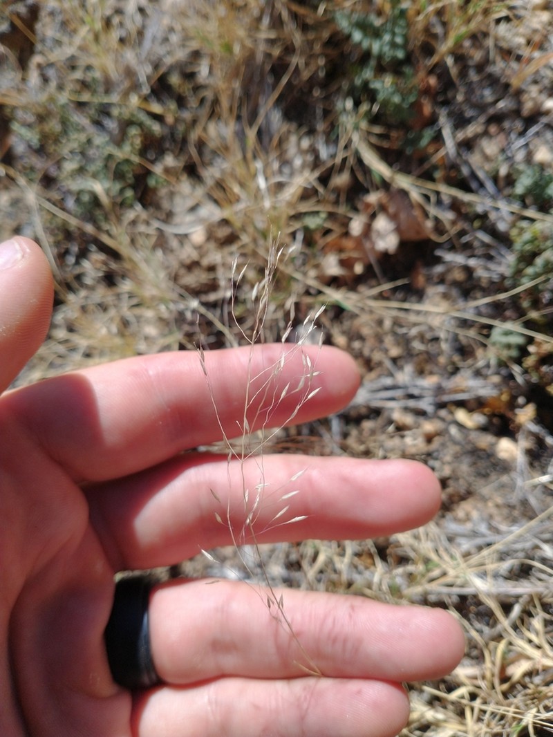 Arizona Muhly photo 3