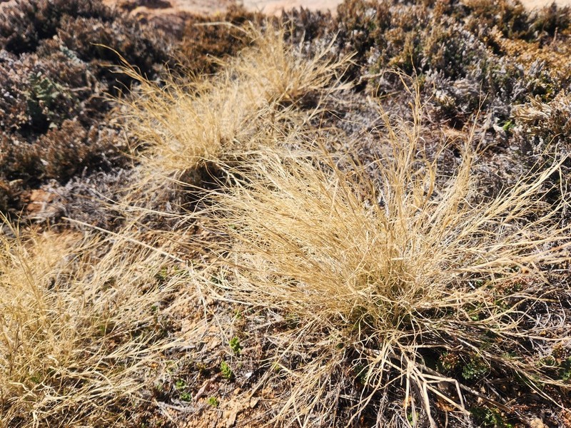 Arizona Muhly photo 4