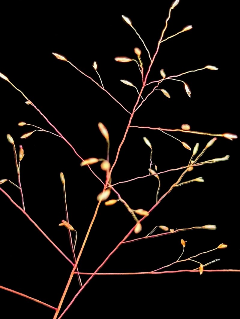 Arizona Muhly photo 5