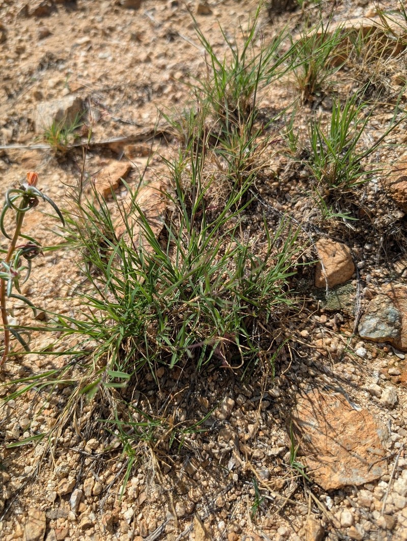 Arizona Muhly photo 7