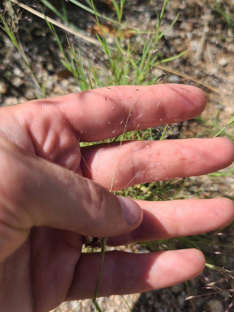 Arizona Muhly photo 8