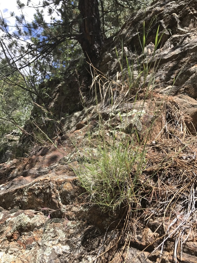 Navajo Muhly photo 2