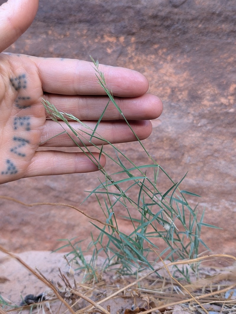 Navajo Muhly photo 3