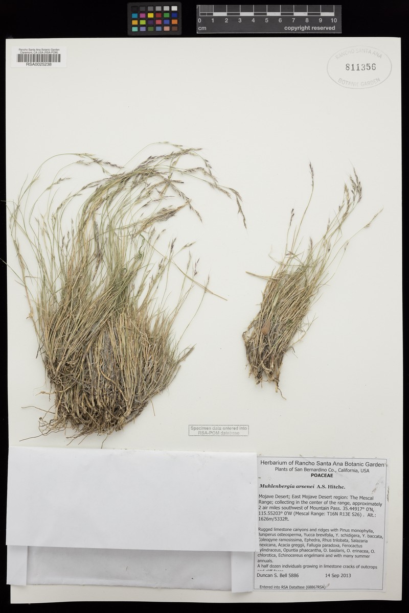 Navajo Muhly photo 4