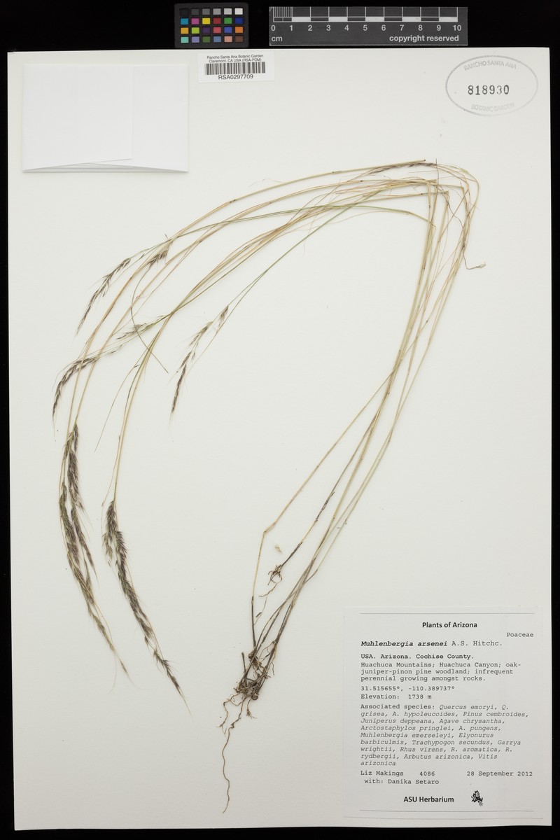 Navajo Muhly photo 5